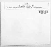 Pezicula carpinea image